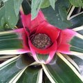 Néorégélie de Caroline - Neoregelia carolinae