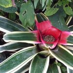 Néorégélie de Caroline - Neoregelia carolinae