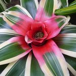 Néorégélie de Caroline - Neoregelia carolinae