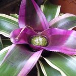 Néorégélie de Caroline - Neoregelia carolinae