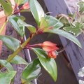 Nematanthus - Plante Poisson Rouge - Hypocyrta