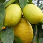 Citron - Citrus limon - Agrume