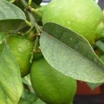 Citron - Citrus limon - Agrume