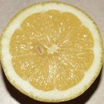Citron - Citrus limon - Agrume