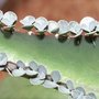 Kalanchoe daigremontiana