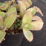 Kalanchoe daigremontiana