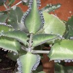 Kalanchoe daigremontiana