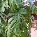 Monstera deliciosa - Faux philodendron - Philo