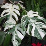 Monstera deliciosa - Faux philodendron - Philo