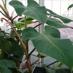 Philodendron erubescens