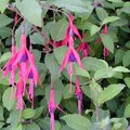 Fuchsia magellanica