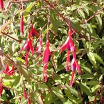 Fuchsia magellanica