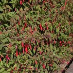 Fuchsia magellanica