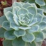 Echeveria