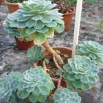 Echeveria