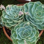 Echeveria