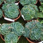 Echeveria