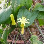 Passiflora citrina - Passiflore