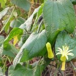 Passiflora citrina - Passiflore