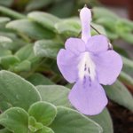 Streptocarpus - Primevère du Cap