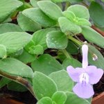 Streptocarpus - Primevère du Cap