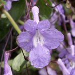 Streptocarpus - Primevère du Cap