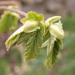 Noisette - Corylus avellana