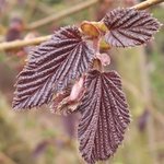 Noisette - Corylus avellana