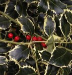 Houx - Ilex aquifolium 