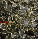 Houx - Ilex aquifolium 