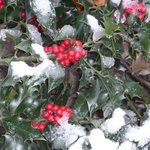 Houx - Ilex aquifolium 