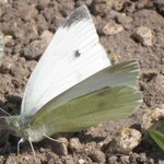 Piéride du chou - Pieris brassicae