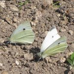 Piéride du chou - Pieris brassicae