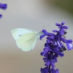 Piéride du chou - Pieris brassicae