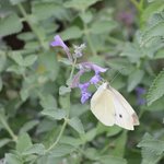 Piéride du chou - Pieris brassicae