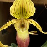 Paphiopedilum - Orchidée