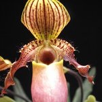 Paphiopedilum - Orchidée