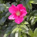 Rosier rugueux - Rosa rugosa