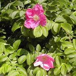 Rosier rugueux - Rosa rugosa