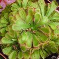 Drosera - Plante carnivore