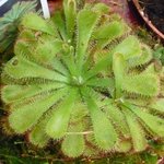 Drosera - Plante carnivore