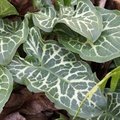 Arum d'Italie - Arum italicum 'Pictum' - Gouet