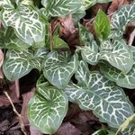 Arum d'Italie - Arum italicum 'Pictum' - Gouet