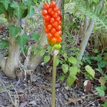 Arum d'Italie - Arum italicum 'Pictum' - Gouet