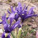 Iris reticulata