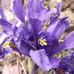 Iris reticulata