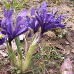 Iris reticulata