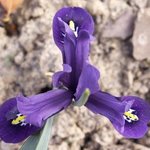 Iris reticulata