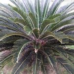 Cycas revoluta - Fougère palmier