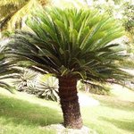 Cycas revoluta - Fougère palmier